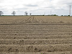 Chalky furrows - geograph.org.uk - 2954047.jpg