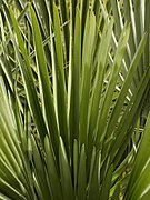 Chamaerops humilis