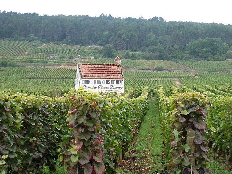 File:Chambertin Clos de Beze vineyard of Domaine Pierre Damoy.jpg