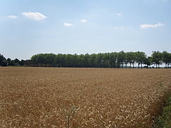 Champ de blé et alignement d'arbres menant au château d'Écoublay.