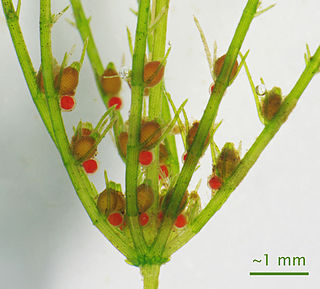 Sex organ Body part involved in sexual reproduction