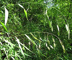 Chasmanthium latifolium