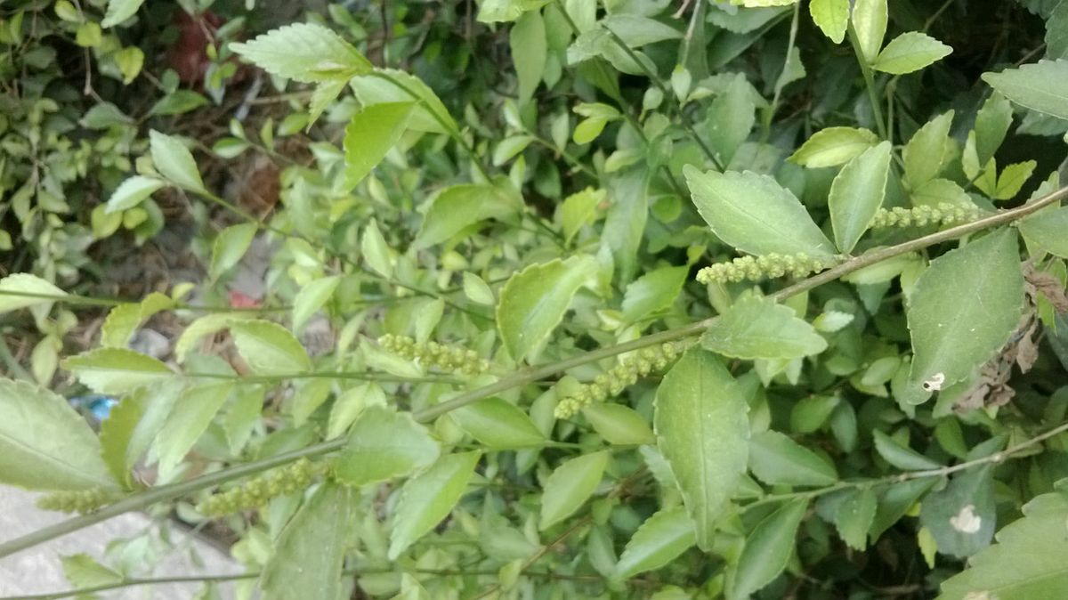 Acalypha siamensis Wikipedia bahasa Indonesia 