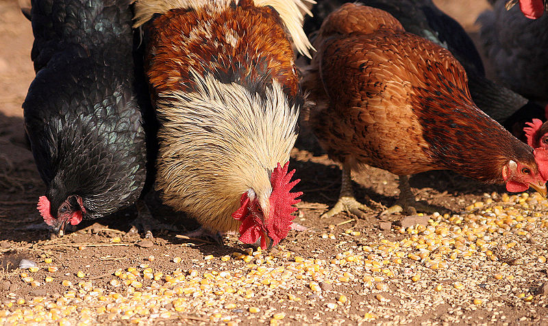 File:Chickens eating.jpg