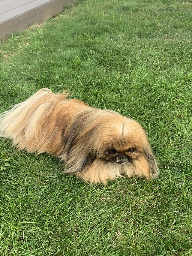 Chien pékinois couché dans l'herbe, au pelage sable, roux et noir.