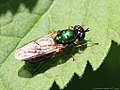 Chloromyia formosa (Scopoli, 1763)