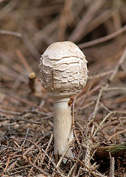 Šiurkščioji žvynabudė (Macrolepiota rhacodes)