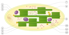 Schéma chloroplastu, pod číslom 11 je chloroplastová DNA