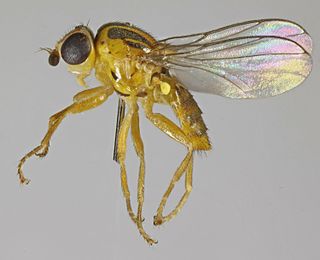 <i>Chlorops planifrons</i> Species of fly