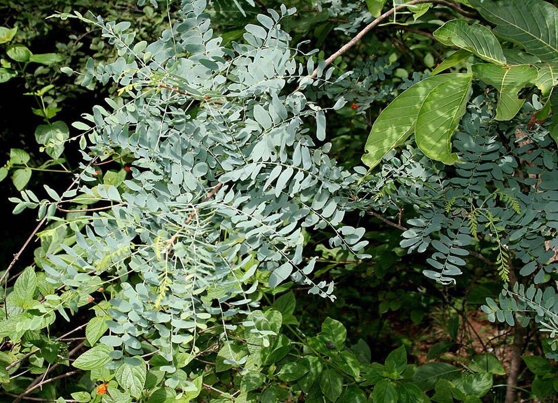 Chloroxylon