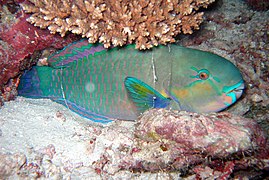 Parrotfish