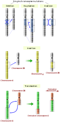 Image 6Five types of chromosomal mutations (from Mutation)