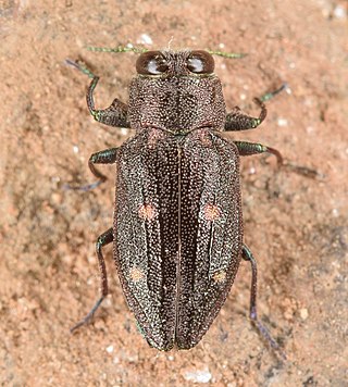 <i>Chrysobothris sexsignata</i> Species of beetle