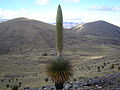 The giant Puya raimondi plants grow on Khurupampa muntain in the Vacas Municipality.