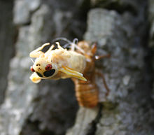 Brood XIII Magicicada molting from its old exoskeleton Cicada emerging.jpg
