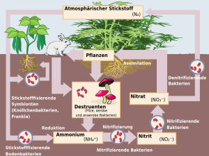 Stickstoff: Geschichte, Natürliches Vorkommen und Kreislauf des Stickstoffs, Gewinnung und Darstellung