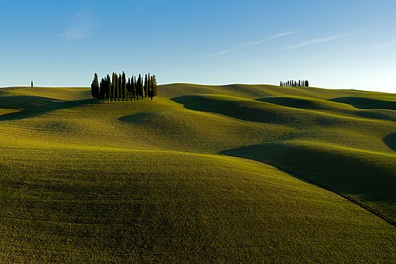 Cipressi della Valdorcia Autore: Gianluca Pirro Licensing: CC BY-SA 4.0