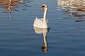* Nomination Swan (Cygnus olor) at the Nymphenburg Palace, Munich, Germany --Poco a poco 18:08, 23 September 2019 (UTC) * Promotion Good quality--Armenak Margarian 18:13, 23 September 2019 (UTC)