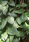 Cissus verticillata kz1.jpg