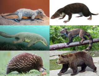 <span class="mw-page-title-main">Mammaliaformes</span> Clade of mammals and extinct relatives