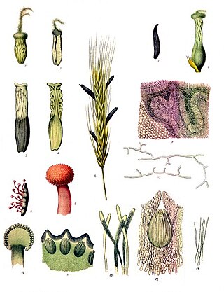<span class="mw-page-title-main">Ergot</span> Group of fungi of the genus Claviceps