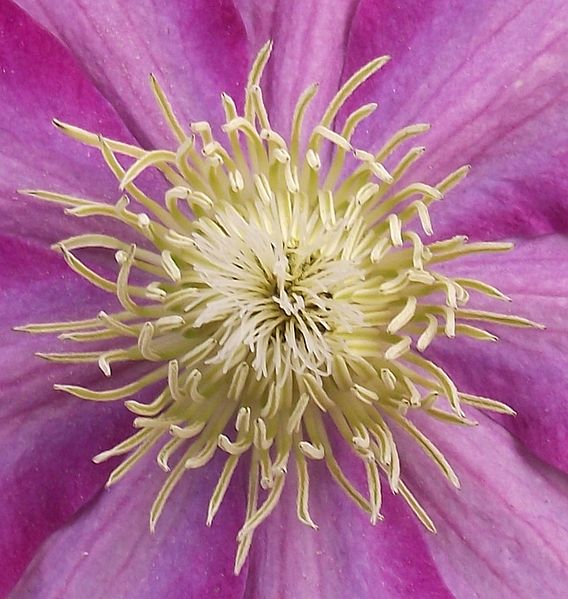 File:Clematis patens 'Asao' (étamines et stigmates).jpg