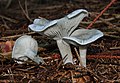 30 Clitocybe-odora uploaded by Holleday, nominated by Holleday