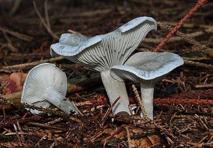 Clitocybe odora (Aniseed Toadstool)
