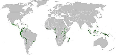 Cloud forest world distribution.jpg