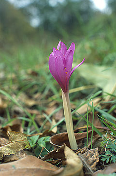 Colchicum sonbahar (Marek Szczepanek).jpg