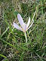 Colchicum autumnale