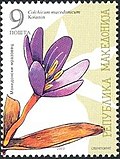 Thumbnail for Colchicum macedonicum