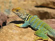 A male common collared lizard (Crotaphytus collaris) near Hatch Point, Utah Collared Lizard near Hatch Point.jpg