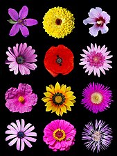 Poster of coloured flowers