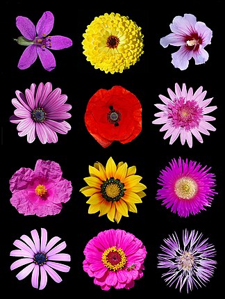 Poster of colored flowers