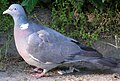 Columba palumbus3.jpg