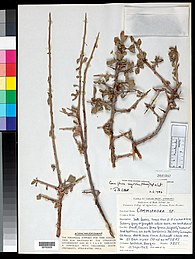 Spiny branches of C. myrrha Commiphora myrrha.jpg