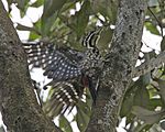 Common Flameback (Dinopium javanense javanense) - take off.jpg