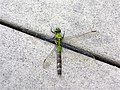 Eastern Pondhawk, Erythemis simplicicollis