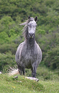 Hobelar Type of light cavalry or mounted infantry that originated in Medieval Ireland