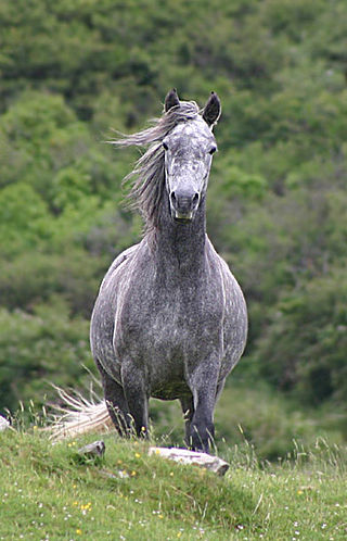 <span class="mw-page-title-main">Hobelar</span> Type of light cavalry or mounted infantry that originated in Medieval Ireland