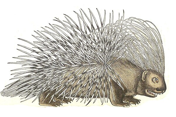 Porcupine, Historiae animalium, 1551