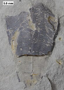 Conularia milwaukeensis from the Middle Devonian of Wisconsin. Conularia milwaukeensis.jpg