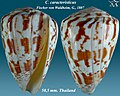 Conus caracteristicus 2.jpg