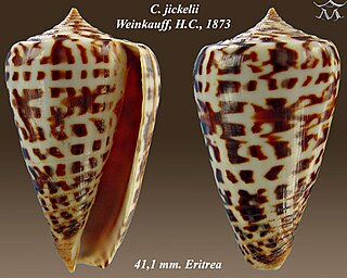 <i>Conus jickelii</i> Species of sea snail