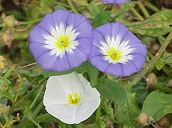 Convolvulus tricolor