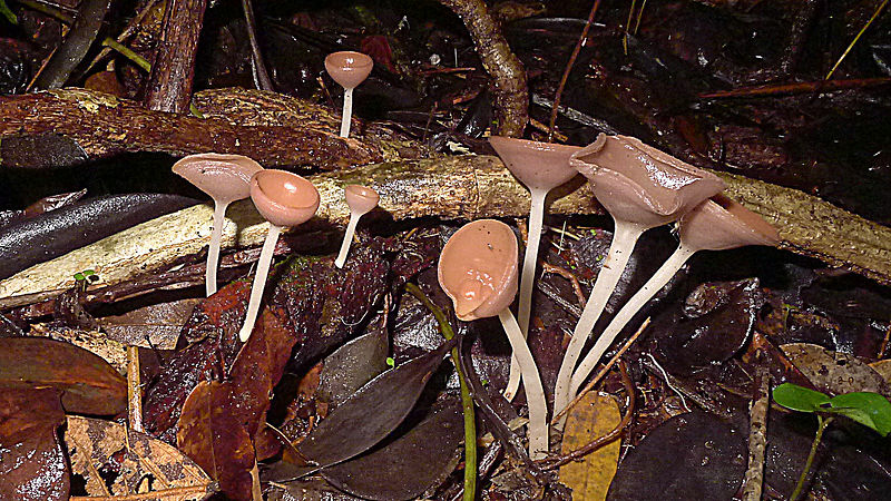 File:Cookeina sp., Sarcoscyphaceae, Atlantic forest, northern littoral of Bahia, Brazil (14445751382).jpg