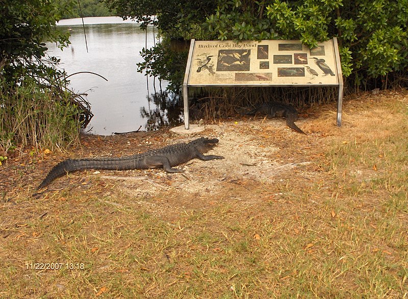 File:Coot Bay Pond^ - panoramio (1).jpg