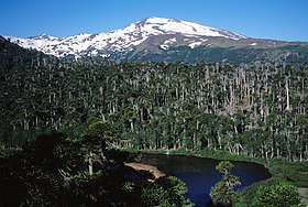 Vue du Copahue enneigé.