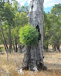 Thumbnail for File:Coppicing stump.jpg